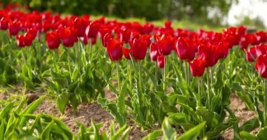 Tarımsal tarla Hollanda 'da laleler