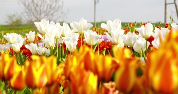 Tulpen auf dem Agrar-Feld Holland — Stockvideo