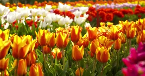 Tulipanes en el campo de la agruicultura Holanda — Vídeo de stock