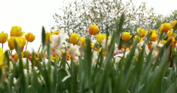 Tulipanes en el campo de la agruicultura Holanda — Vídeo de stock
