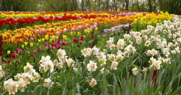 Tulpen op holland van het agroteeltveld — Stockvideo