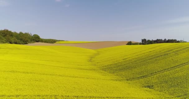 空に対する菜の花畑の風景 — ストック動画