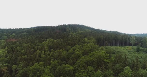Voando sobre as belas árvores da floresta. Panorama da paisagem. — Vídeo de Stock
