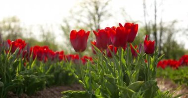 Tarımsal tarla Hollanda 'da laleler