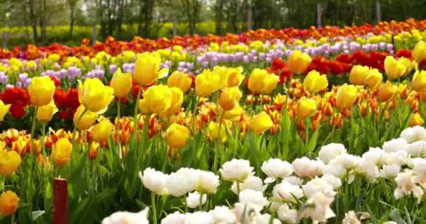 Tulipanes en el campo de la agruicultura Holanda — Vídeo de stock