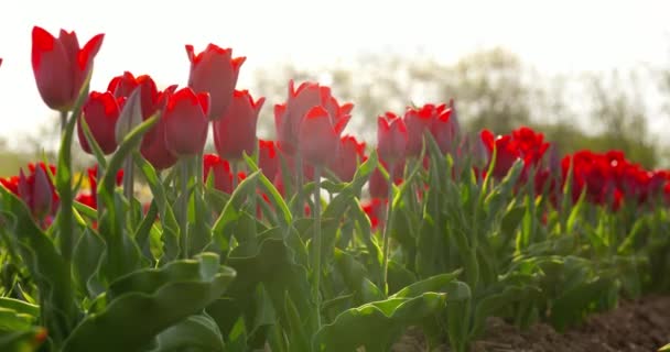 Tulipány na zemědělském poli Holandsko — Stock video