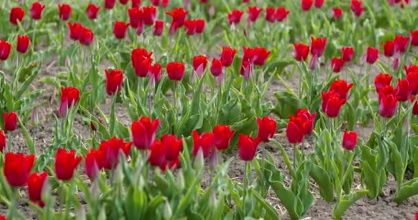 tulipánok a hollandiai agrár-mezőn