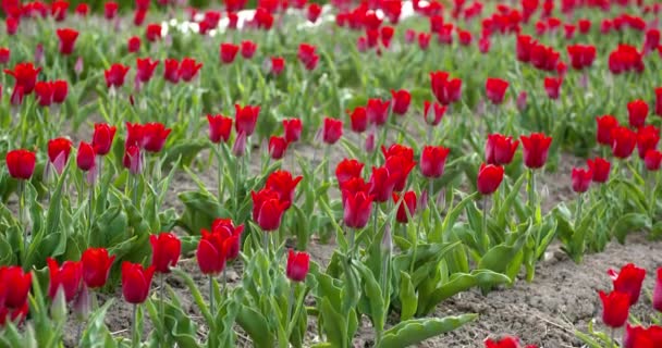 Tulpen op holland van het agroteeltveld — Stockvideo