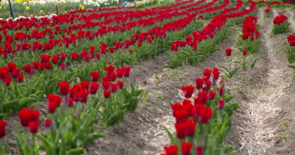 Tulipány na zemědělském poli Holandsko — Stock video