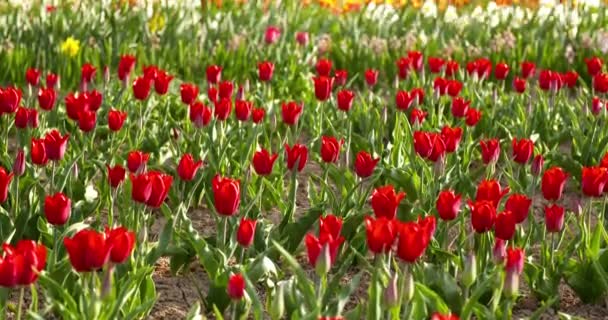 Tulpen op holland van het agroteeltveld — Stockvideo