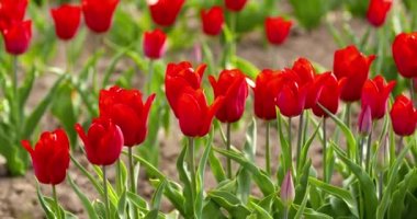 Tarımsal tarla Hollanda 'da laleler