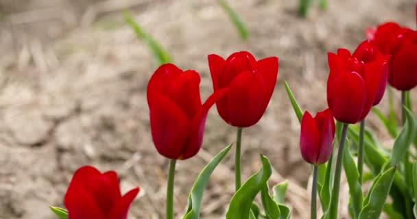 Tulipány na zemědělském poli Holandsko — Stock video