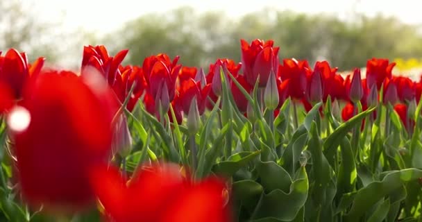 Tulpen op holland van het agroteeltveld — Stockvideo