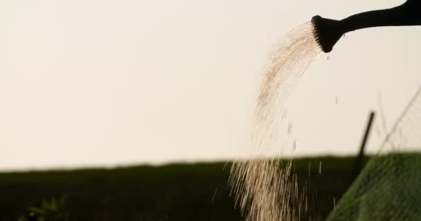 Жіночий фермер поливає рослини на фермі — стокове відео