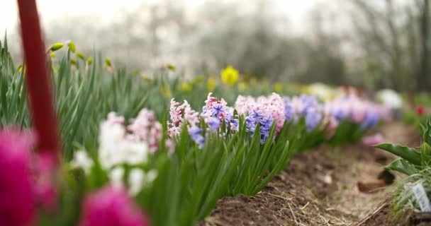 Tulipánültetvény Hollandiában Mezőgazdaság — Stock videók