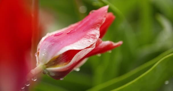 Mezőgazdaság piros tulipán virágültetvény Hollandiában — Stock videók