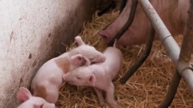 Çiftlikteki domuzlar, domuz çiftlikleri, çiftlik hayvanları. Modern Tarım Domuzları Çiftliği