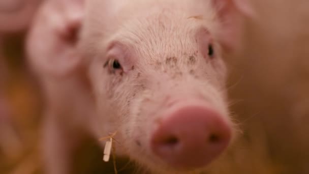 Świnie w gospodarstwie hodowlanym, hodowli świń, gospodarstwie hodowlanym. Nowoczesne rolnicze świnie Farm — Wideo stockowe