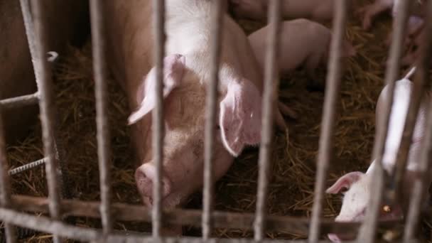 Свині на тваринницькій фермі, свинячій фермі, тваринницькій фермі. Ферма сучасних сільськогосподарських свиней — стокове відео