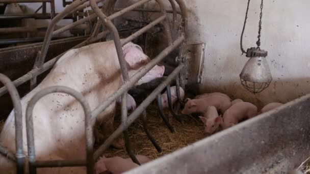 Свині на тваринницькій фермі, свинячій фермі, тваринницькій фермі. Ферма сучасних сільськогосподарських свиней — стокове відео