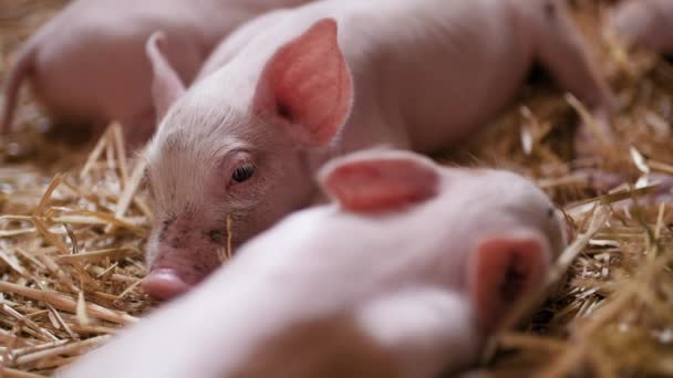 Pigs on livestock farm, pigs farm, livestock farm. Modern Agricultural Pigs Farm — Stock Video
