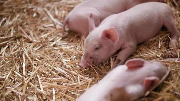 Świnie w gospodarstwie hodowlanym, hodowli świń, gospodarstwie hodowlanym. Nowoczesne rolnicze świnie Farm — Wideo stockowe