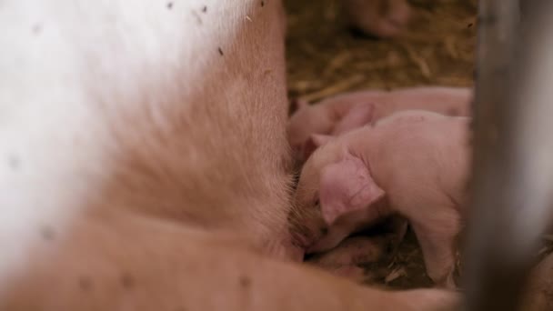 가축 농장의 돼지, 돼지 농장, 가축 농장. 현대 농업 돼지 농장 — 비디오