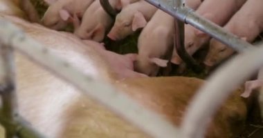 Çiftlikteki domuzlar, domuz çiftlikleri, çiftlik hayvanları. Modern Tarım Domuzları Çiftliği