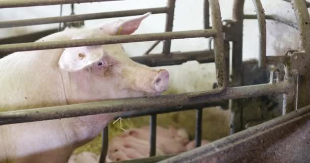 Grisar på djuruppfödning, svinuppfödning, djuruppfödning. Modern svinuppfödning — Stockvideo