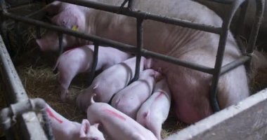 Çiftlikteki Domuzlar. Domuz çiftliği. Genç Domuzcuklar ahırda.