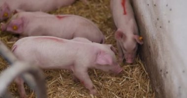 Çiftlikteki Domuzlar. Domuz çiftliği. Genç Domuzcuklar ahırda.