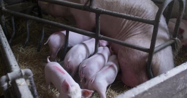 Varkens op Livestock Farm. Varkenshouderij. Jonge biggen in stal. — Stockvideo