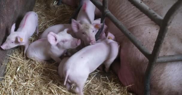 Свині на фермі Лівесток. Свиня фермерство. Молоді коржі на стайні. — стокове відео