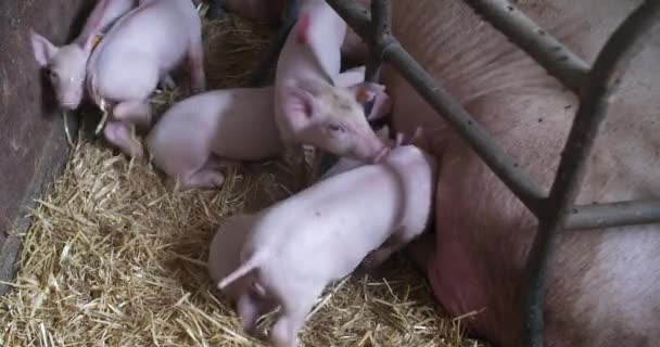 Cerdos en la granja de ganado. Granja de cerdos. Lechones jóvenes en establo. — Vídeos de Stock