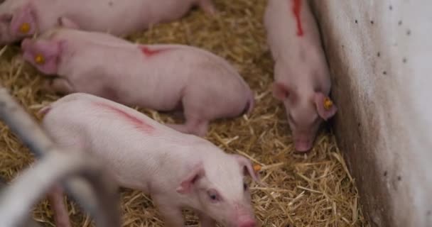 Porcos na Quinta dos Pecuários. Criação de Porcos. Leitões jovens no estábulo. — Vídeo de Stock