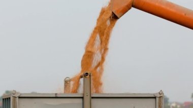 Hasatçı gökyüzüne tahıl boşaltıyor