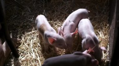 Çiftlikteki Domuzlar. Domuz çiftliği. Genç Domuzcuklar ahırda.