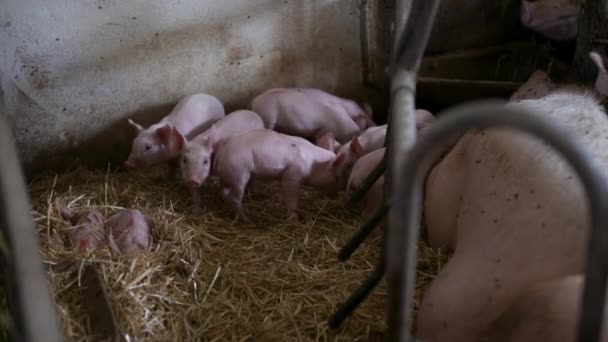 Porcos na Quinta dos Pecuários. Criação de Porcos. Leitões jovens no estábulo. — Vídeo de Stock