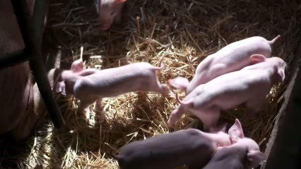 Grisar på husdjursgården. Grisuppfödning. Unga smågrisar i stallet. — Stockvideo