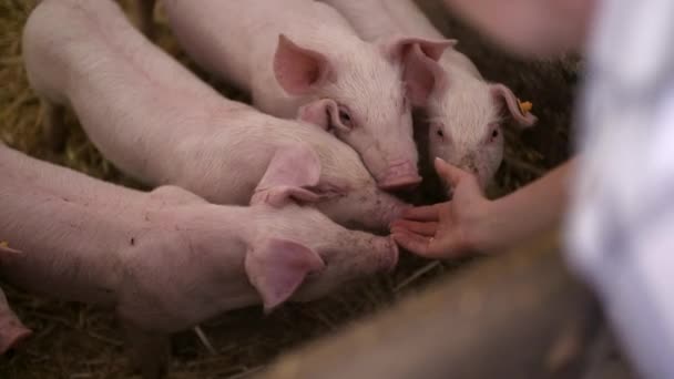 Varkens op Livestock Farm. Varkenshouderij. Jonge biggen in stal. — Stockvideo