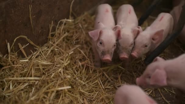 Świnie na farmie. Hodowla świń. Młode prosięta w Stabilnym. — Wideo stockowe