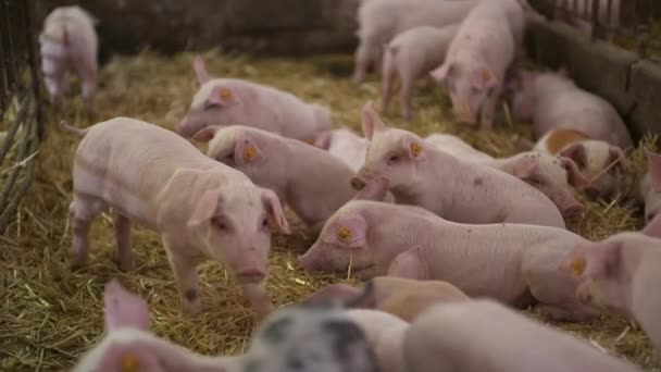 Porcos na Quinta dos Pecuários. Criação de Porcos. Leitões jovens no estábulo. — Vídeo de Stock