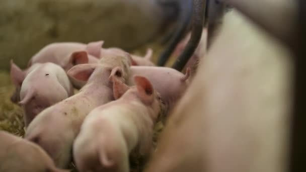 Varkens op Livestock Farm. Varkenshouderij. Jonge biggen in stal. — Stockvideo