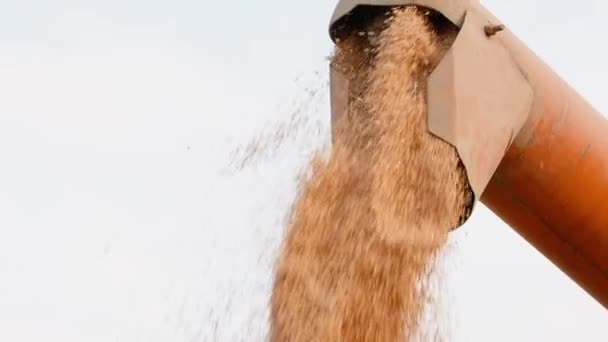 Харвестер розвантажує зерна на небо — стокове відео
