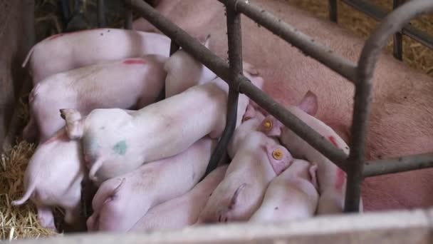 Cerdos en la granja de ganado. Granja de cerdos. Lechones jóvenes en establo. — Vídeos de Stock