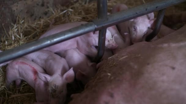 가축 농장에 있는 돼지들. 돼지 농사. 안전 한 곳에 있는 새끼 돼지. — 비디오