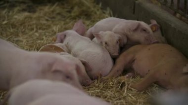 Çiftlikteki domuzlar, domuzlar