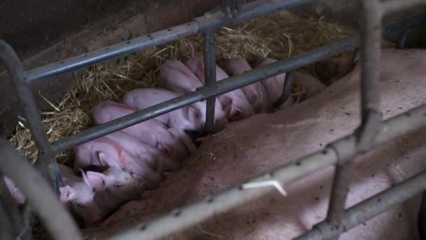 Schweine auf dem Viehhof. Schweinezucht. Junge Ferkel im Stall. — Stockvideo