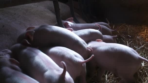 Cerdos en la granja de ganado. Granja de cerdos. Lechones jóvenes en establo. — Vídeo de stock