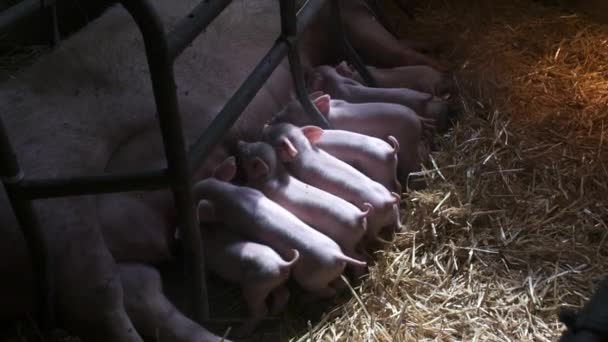 Cerdos en la granja de ganado. Granja de cerdos. Lechones jóvenes en establo. — Vídeos de Stock